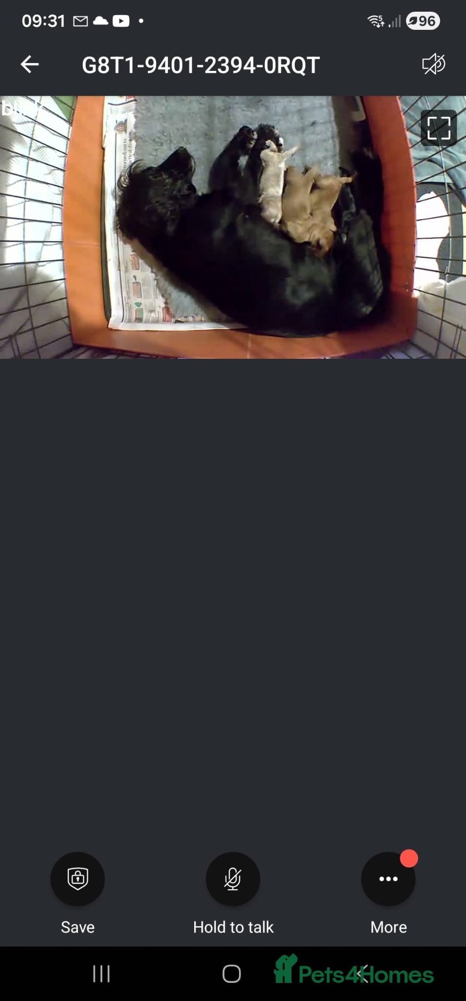 Cockapoo dogs 3 cockerpoos remaining  - Advert 11