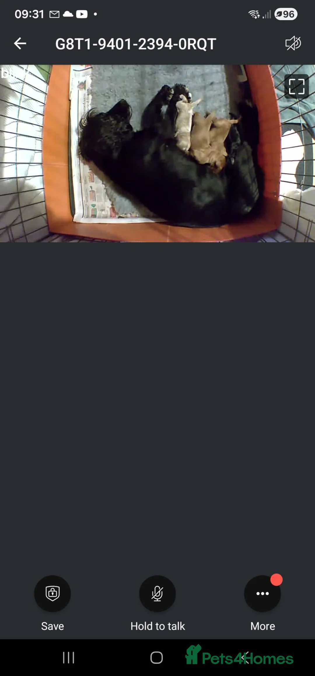 Cockapoo dogs for sale: 3 cockerpoos remaining  - Advert 1