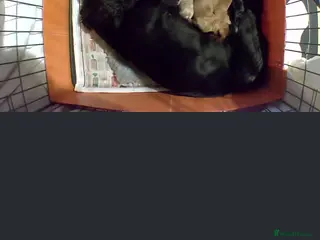 Cockapoo dogs 3 cockerpoos remaining - Advert 1