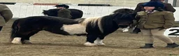 Shetland pony horses for sale: Top miniature Shetland mare - Advert 3