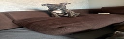 Staffordshire Bull Terrier dogs for sale: Rima J - Advert 2