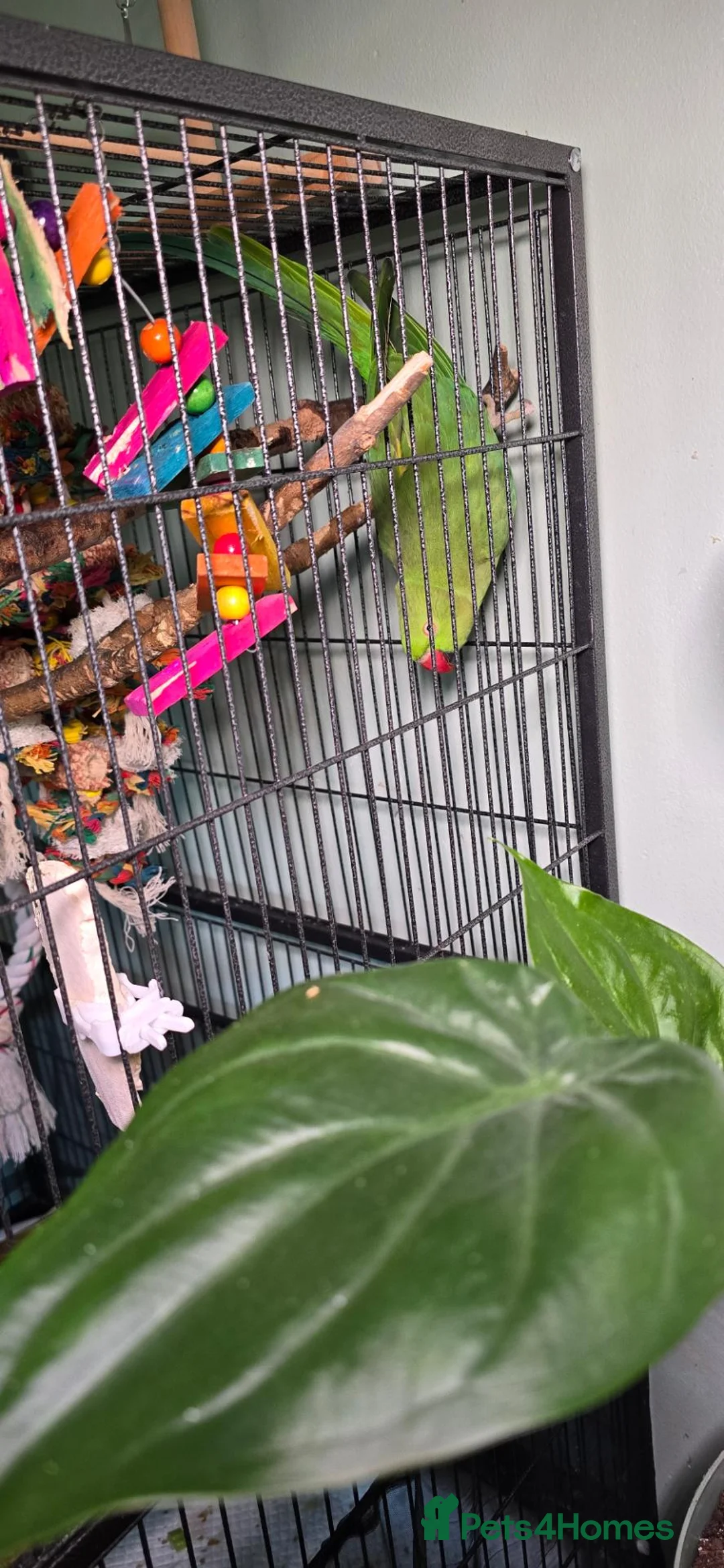 Ringnecks birds for sale: Female indian ringneck parrot in Newcastle - Advert 2
