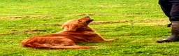 Golden Retriever dogs for sale: EXTENSIVELY HEALTH TESTED PARANTS COI  0.4% - Advert 5