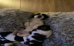 Mixed Breed dogs for sale: Shishon cross japanese chin  - Image 11