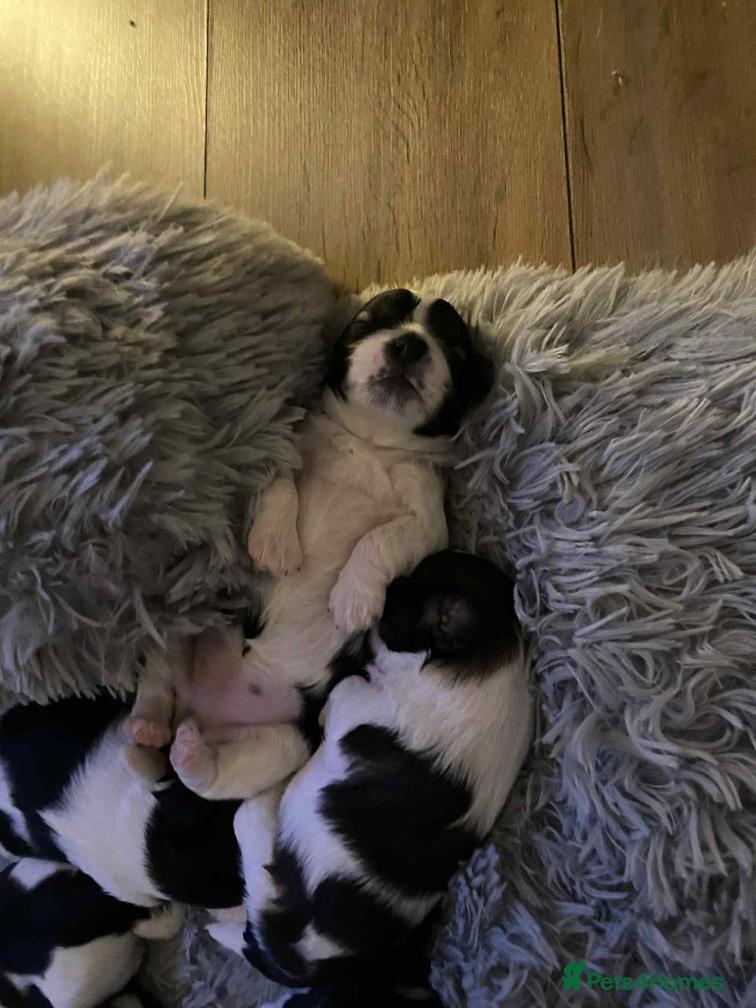 Mixed Breed dogs for sale: Shishon cross japanese chin  - Image 11