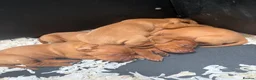 Hungarian Vizsla dogs for sale: HUNGARIAN SHORT HAIRED VIZSLA PUPPIES AVAILABLE  - Advert 3