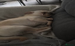 Mixed Breed dogs for sale: Chiweenie x Chugs  - Image 7