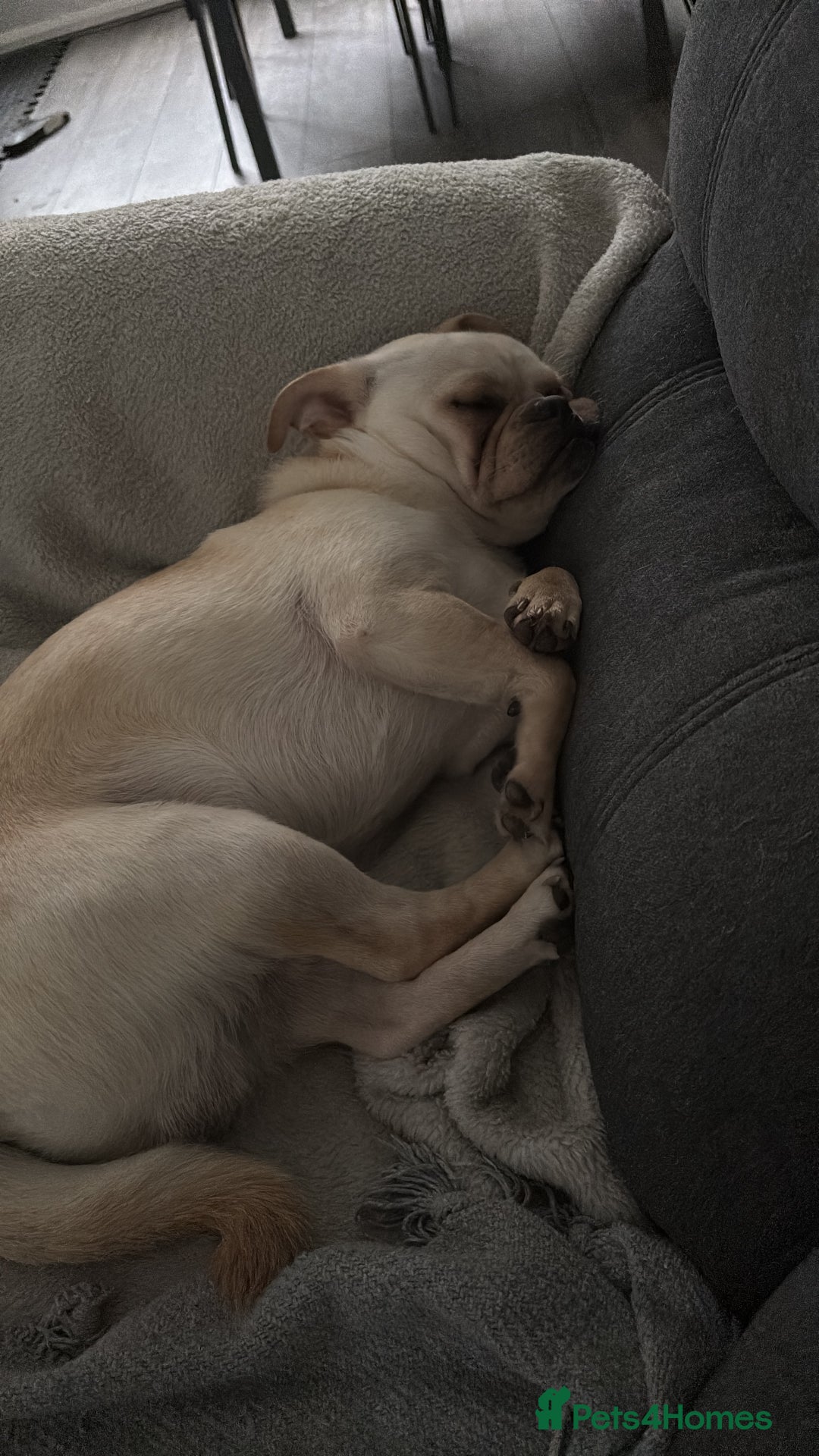 Mixed Breed dogs for sale: Chiweenie x Chugs  - Image 7