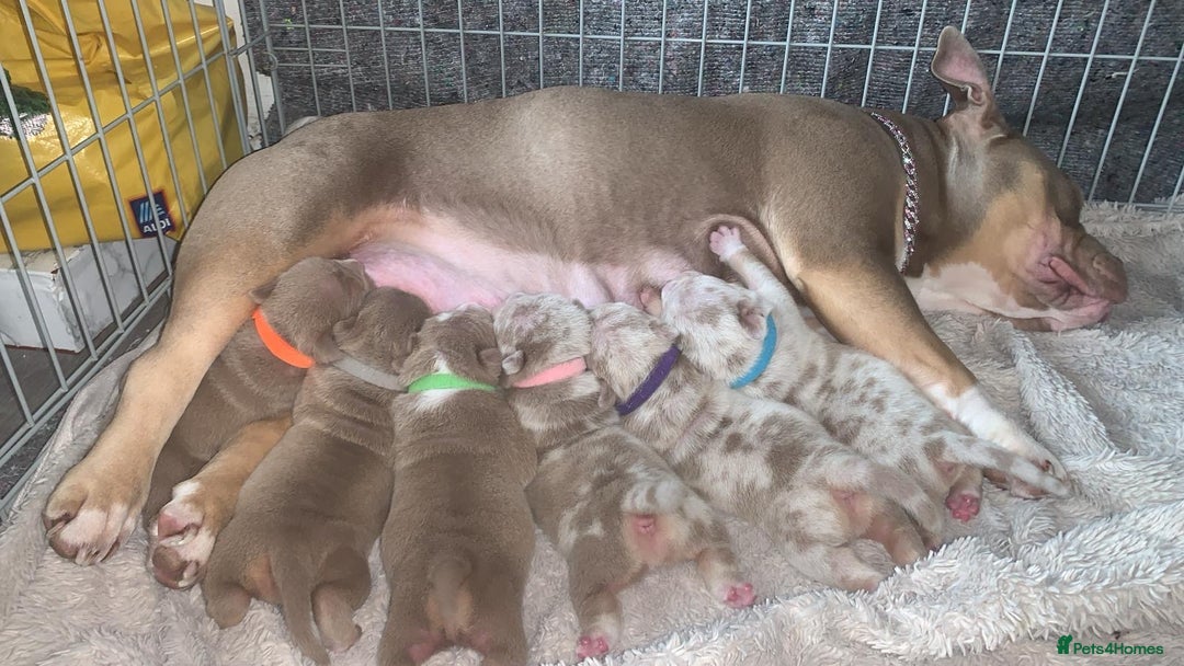 American Bully dogs for sale: Pocket Bully Puppies For Sale📲✅ - Image 10