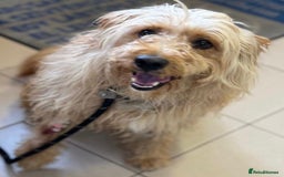 Mixed Breed dogs for adoption: Wonderful Marcus needs a loving home - Image 5
