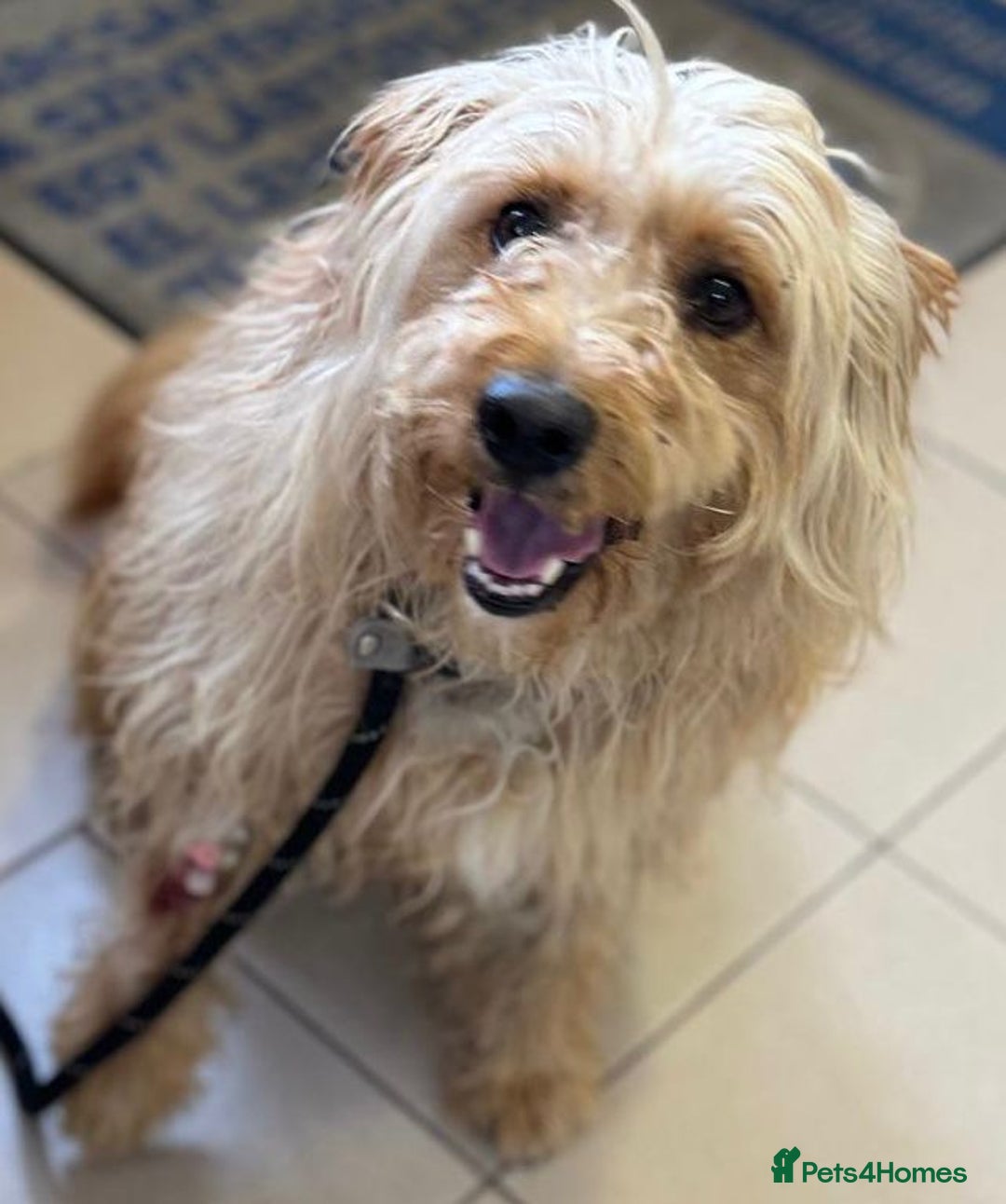 Mixed Breed dogs for adoption: Wonderful Marcus needs a loving home - Image 5