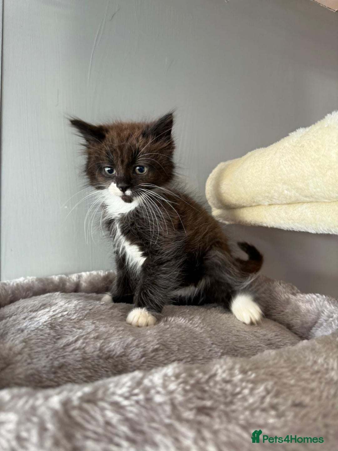 Maine Coon cats for sale: Maine coon kittens  - Image 1