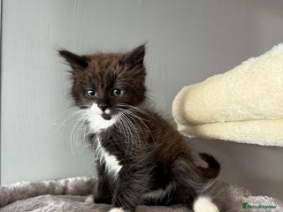 Maine Coon cats - Advert 2