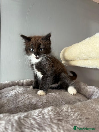 Maine Coon cats - Advert 1