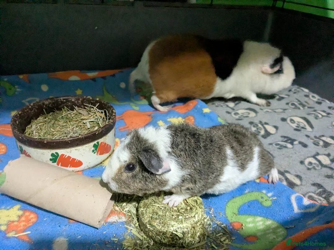 Guinea Pig rodents for sale: Two male baby teddy guinea pigs  - Advert 3