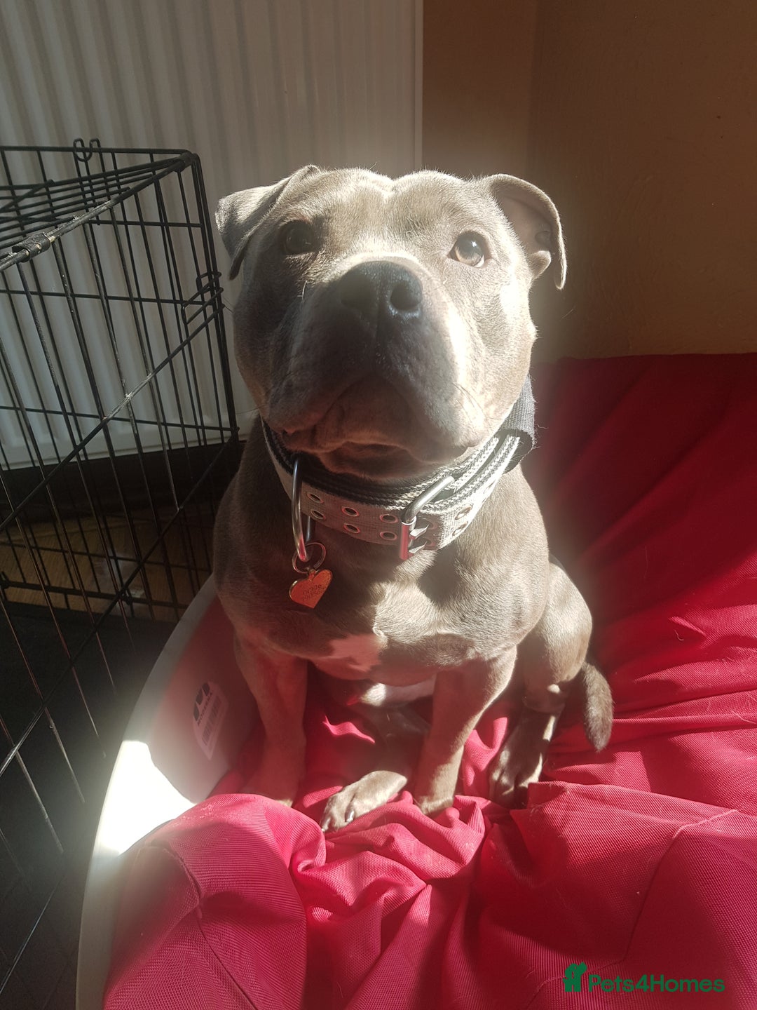 Staffordshire Bull Terrier dogs for stud: Meho stud dog - Advert 15