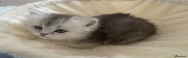 Scottish Straight Kitten 5
