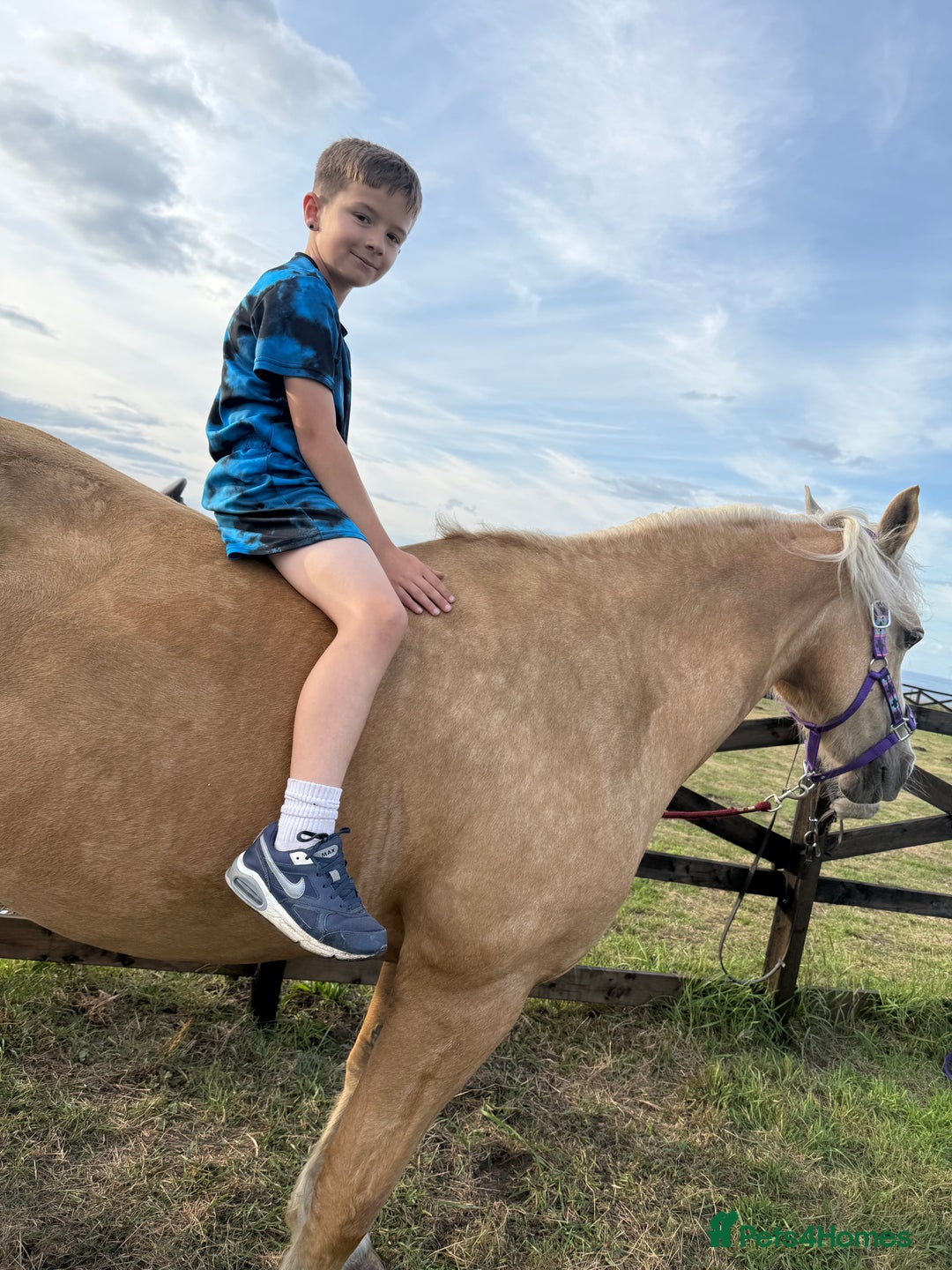 Welsh Section D horses for sale: 🐴14.3h Welsh section d palomino mare 🐴  - Advert 4