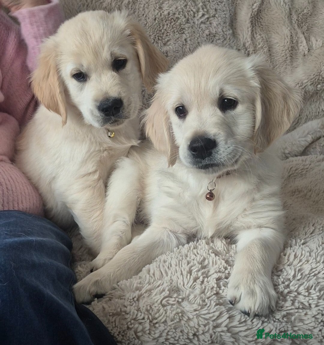 Golden Retriever dogs Ready Today! Adorable Golden Retriever Puppies - Advert 4