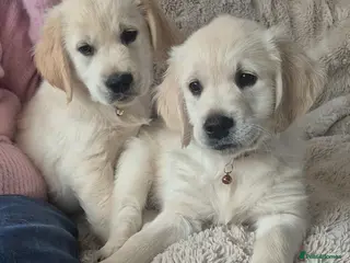 Golden Retriever dogs Ready Today! Adorable Golden Retriever Puppies - Advert 4