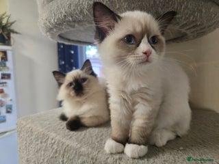 Ragdoll cats Ragdoll Girls ready for their forever homes 🏡 - Advert 6