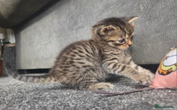 British Longhair cats for sale: Long haired kittens looking for 5* homes - Image 10