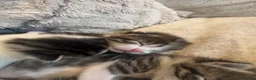 Mixed Breed cats for sale: GORGEOUS TABBY AND WHITE KITTENS - Advert 3
