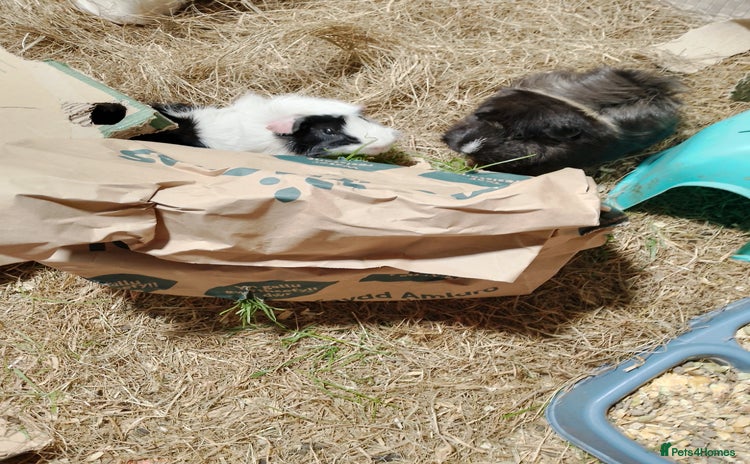 Guinea Pig rodents - Advert 1