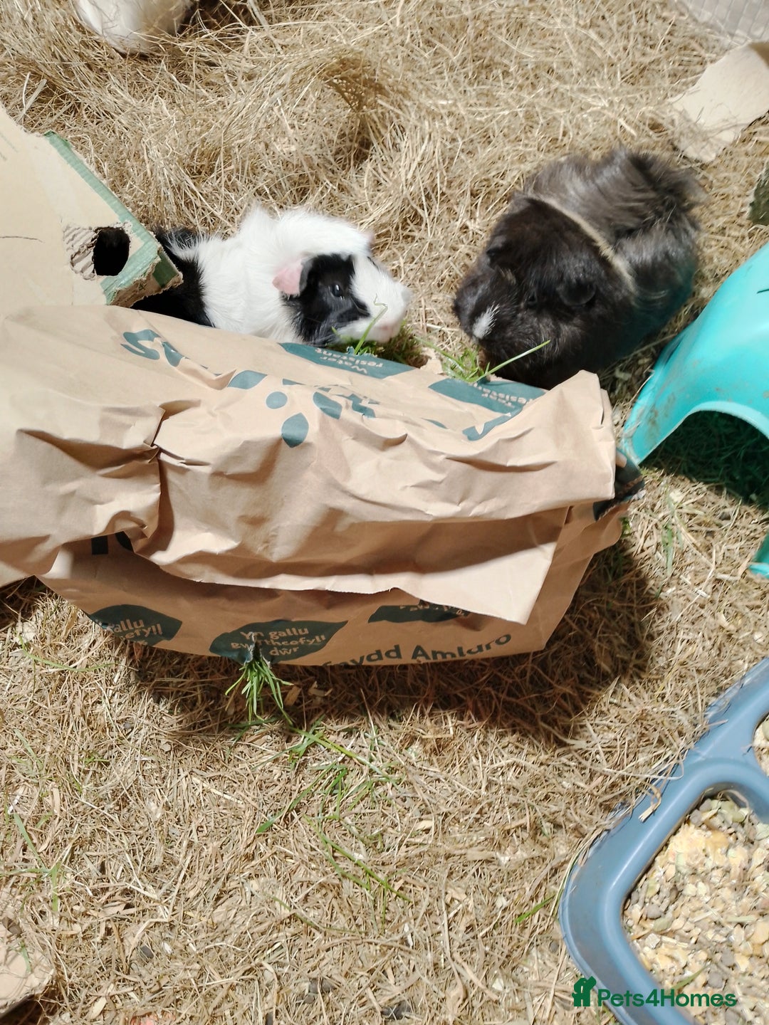 Guinea Pig rodents for sale: 2x male guinea pigs - Image 1
