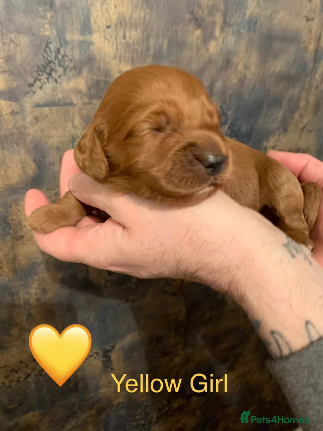 Cockapoo dogs for sale: 🐾Outstanding Health Checked Cockapoo puppies 🐶  - Advert 6