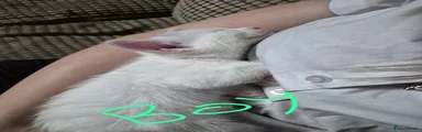 Siamese 1