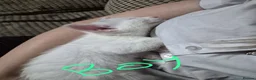 Siamese cats for sale: 3 beautiful kittens  - Advert 8