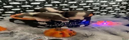 Whippet dogs for sale: Pedigree whippet puppies  in Crook - Advert 20