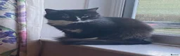 Mixed Breed cats for sale: Beautiful kittens - Advert 8