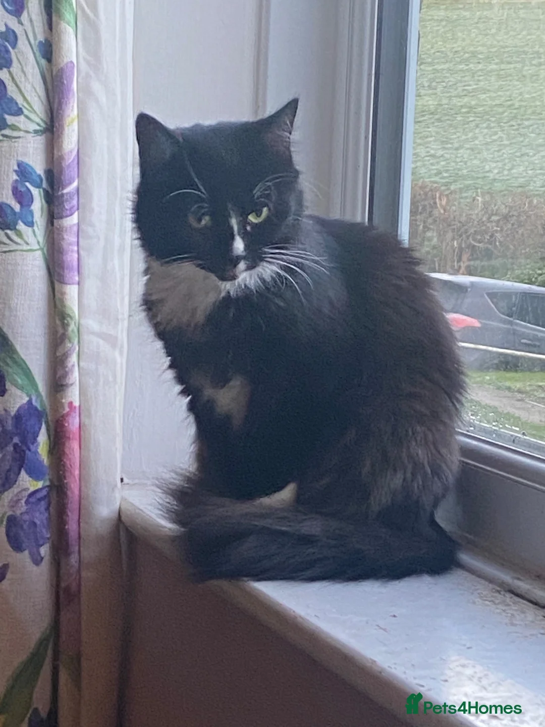 Mixed Breed cats for sale: Beautiful kittens - Advert 8