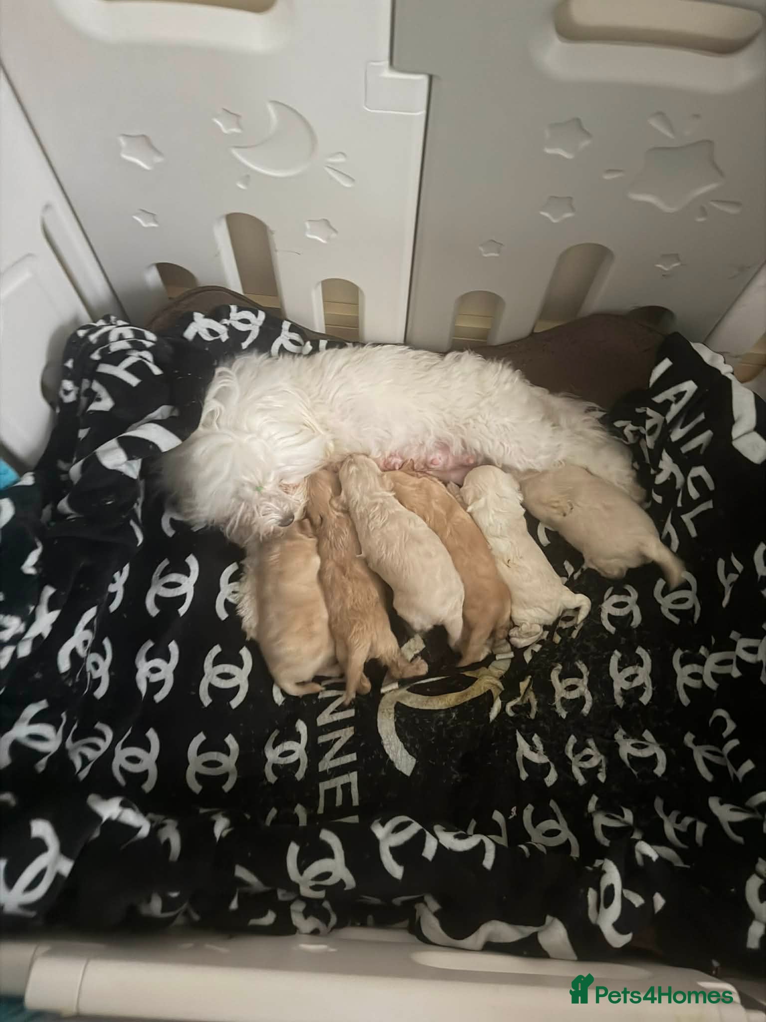 Maltipoo dogs Maltipoo Puppies for sale  - Advert 2