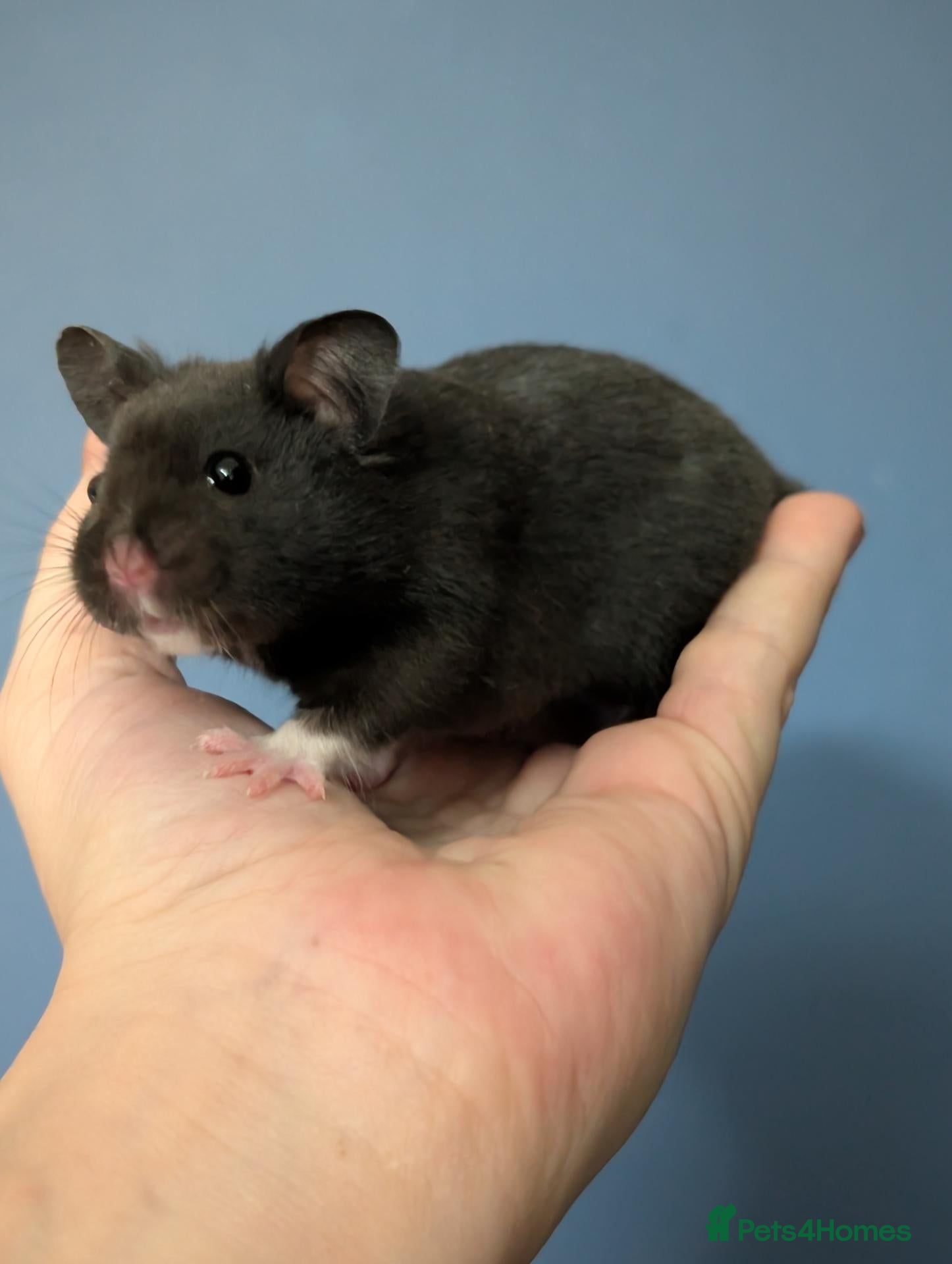 Hamster rodents Pedigree male Syrian hamsters  - Advert 6