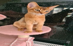 Abyssinian cats for sale: Abisinian kittens  - Image 11