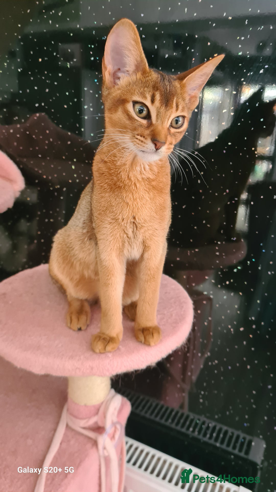 Abyssinian cats for sale: Abisinian kittens  - Image 11