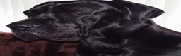 Great Dane dogs for sale: Great Danes puppies  - Advert 6
