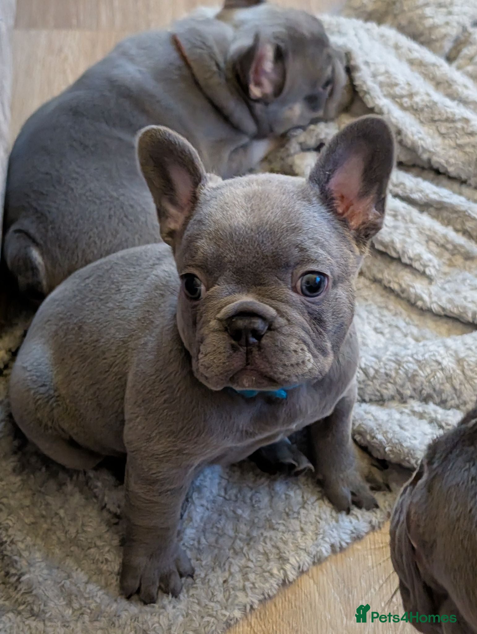 French Bulldog dogs Stunning home/family rared frenchbulldog babies - Advert 2