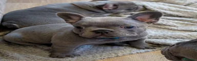 French Bulldog 1