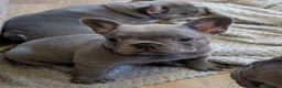 French Bulldog dogs for sale: Stunning home/family rared frenchbulldog babies - Advert 1