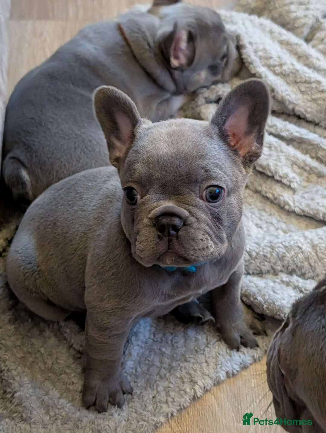 French Bulldog dogs for sale: Stunning home/family rared frenchbulldog babies - Advert 1