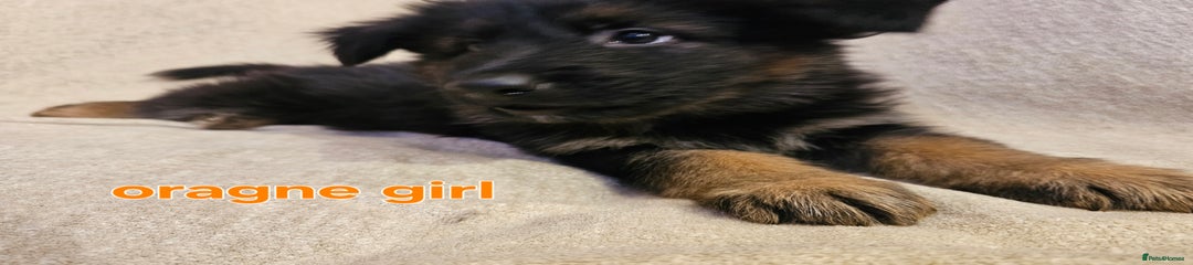 German Shepherd Puppy 3 🧡