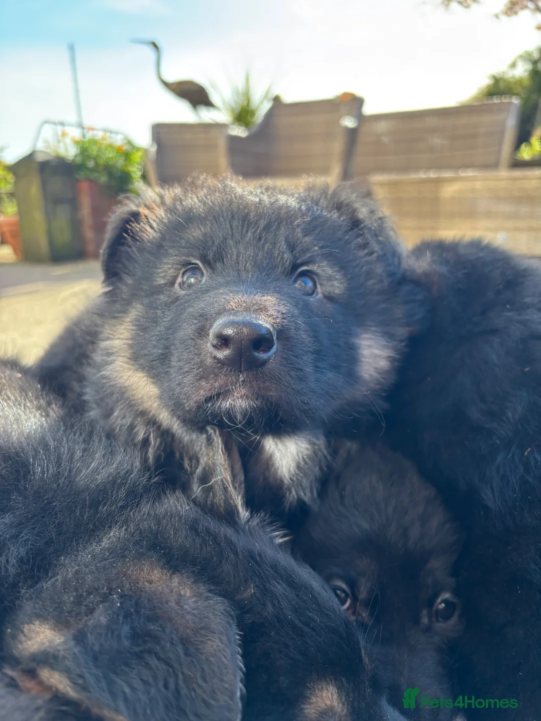German Shepherd dogs for sale: Beautiful German Shepherd Puppies for Sale. - Advert 10
