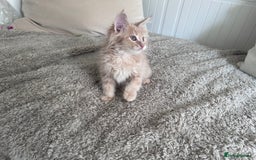 Maine Coon cats for sale: Beautiful full Maine Coon kittens ready now 😻 - Image 4
