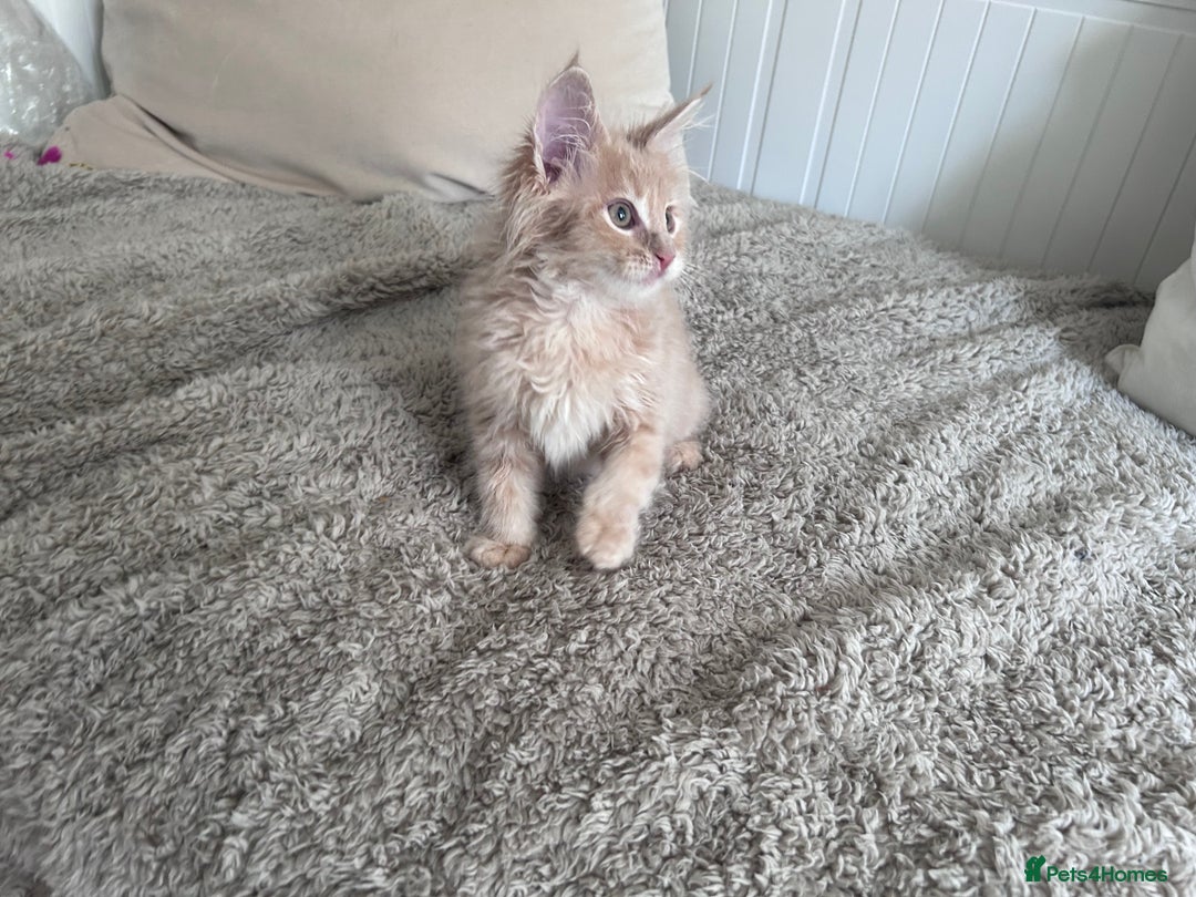 Maine Coon cats for sale: Beautiful full Maine Coon kittens ready now 😻 - Image 4