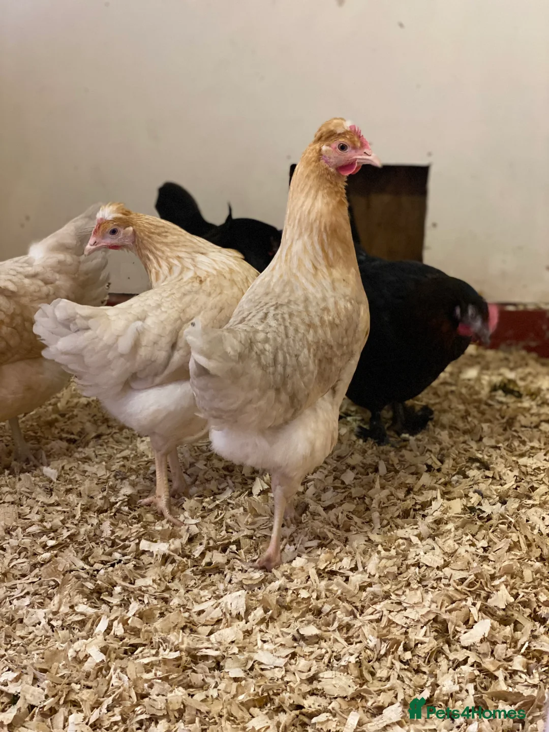 Chickens poultry for sale: Various Point of Lay Female Chickens - Advert 2