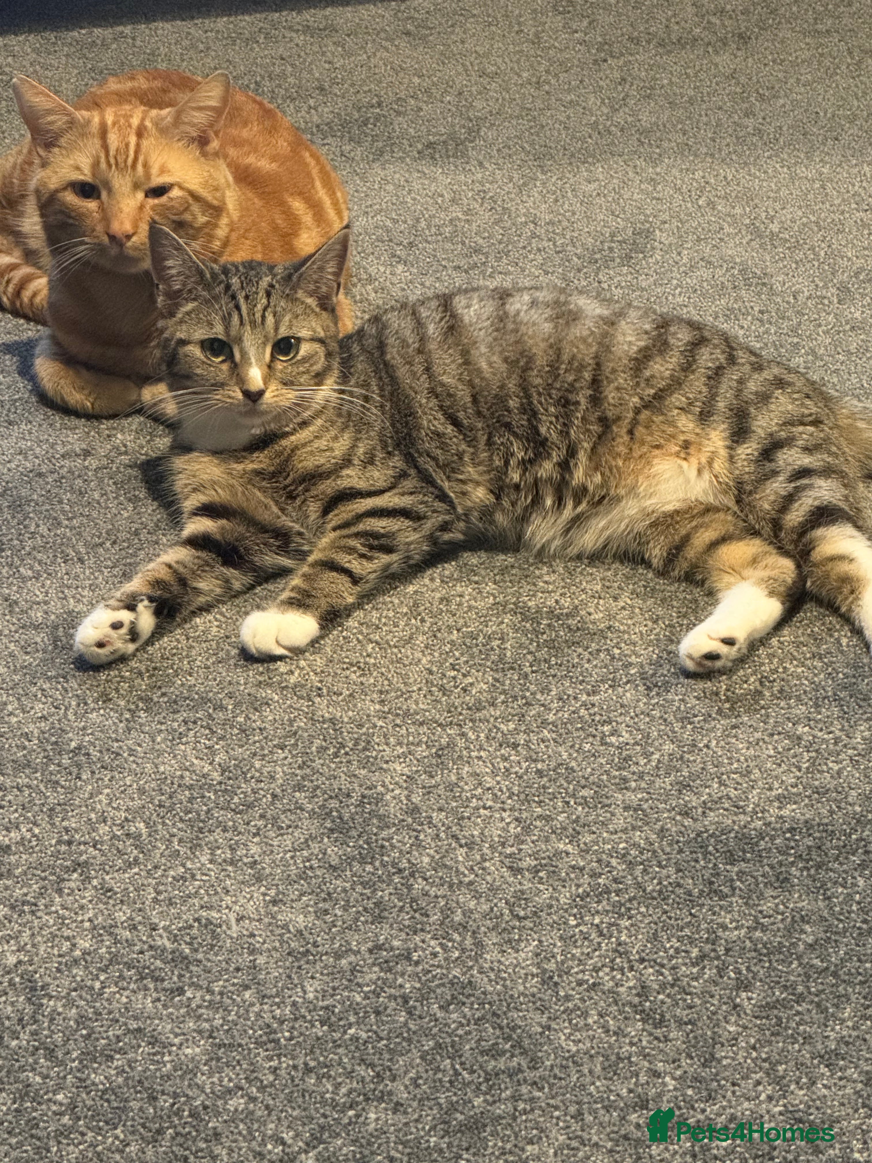 Mixed Breed cats Tilly our beautiful house cat. - Advert 2